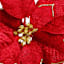 Classic Christmas Dark Red with Gold Glitter Poinsettia Clip Ornament, 8"