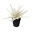 Crosby St. White Fern in Black Pot, 13"