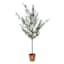 Honeybloom Olive Tree in Melamine Vessel, 72"
