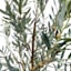 Honeybloom Olive Tree in Melamine Vessel, 72"