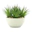 Found & Fable Dracaena Plant in Cement Vessel, 6"