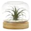 Ty Pennington Air Plant in Glass Vessel with Wood Base, 6.1"