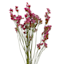 Willow Crossley Pink Statice Stem