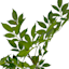 Willow Crossley Green Leaves Stem, 31.5"