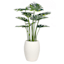 Found & Fable Monstera Plant in Cement Pot, 37.5"