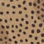 Found & Fable Cheetah Shaped Coir Mat, 18x30
