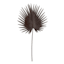 Tracey Boyd Dark Coffee Fan Palm Stem, 35"