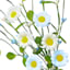 Blue & Cream Daisy Floral Pick, 12"
