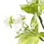 White Wild Flower Pick, 12"