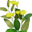 Yellow Wild Flower Pick, 13"