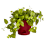 Salsa Red Self-Watering Outdoor Flare Planter, Medium