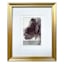 8x10 Gold Ornate Matted 4x6 Wall Frame