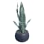 Crosby St. Sansevieria in Black Pot, 17"