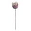 Tracey Boyd Pink Protea Stem, 27"