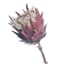 Tracey Boyd Pink Protea Stem, 27"