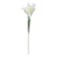 Willow Crossley White Parrot Tulip Stem, 25"