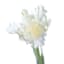Willow Crossley White Parrot Tulip Stem, 25"