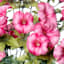 Pink Water-Resistant Petunia Floral Bush, 19"