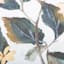 Providence Glass Framed Floral Print Wall Art, 16x20