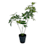 Outdoor Rated Schefflera Arrangement, 29"