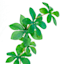 Willow Crossley Hanging Greenery Leaf Stem, 40"