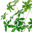 Willow Crossley Light Green Greenery Leaf Pick, 12"