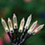 100-Count Solar LED Euro String Lights with Black Wire