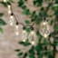 100-Count LED Edison String Lights with Black Wire