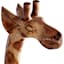 Oversized Giraffe Decor, 58"