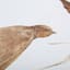 Honeybloom Framed Birds Canvas Wall Art, 36x12