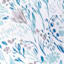 Aqua Blue Muted Garden Throw Pillow, 18"