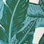Found & Fable Banana Leaf Outdoor Square Seat Cushion
