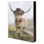 Highland Hipster Cow Art, 6x8