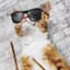 Jazz Drummer Cat Art, 6x8