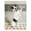 Bone Appetit Dog Art, 6x8