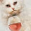 Wine Lives Cat Art, 6x8