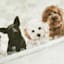 Dog Wash Bathtub Table Art, 8x6