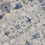 (B876) Dove Ivory & Blue Medallion Washable Area Rug, 5x7