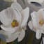 Providence Framed Floral Canvas Wall Art, 30"