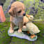 Dog & Duck Outdoor Garden Statue, 10"