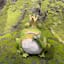 Frog Crown Outdoor Garden Statue, 6"