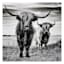 Highland Cows Canvas Wall Art, 24"