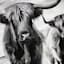 Highland Cows Canvas Wall Art, 24"