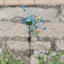 Blue Peacock Solar Yard Stake, 40"