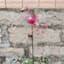 Pink Flamingo Solar Yard Stake, 40"