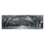 Oak Tree Path Canvas Wall Art, 60x20