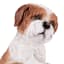 Dog in Basket Outdoor Garden Statue, 12"