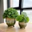 Honeybloom Indoor Green Ombre Footed Ceramic Pot, Small