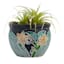 Indoor Thai Yellow Lily Clay Pot, Medium