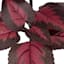 Outdoor Rated Color Leaves Arrangement, 10"